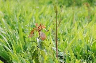 青青国产草视频,青涩情感演绎